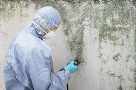 Why You Should Choose Our Mold Remediation Services in Salem, OH